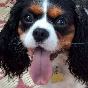 Meet your Posher, Shelli